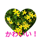 夏の花のあいさつ 日本語版（個別スタンプ：34）