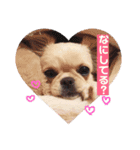 愛犬マロン★（個別スタンプ：1）