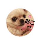 愛犬マロン★（個別スタンプ：3）