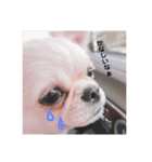 愛犬マロン★（個別スタンプ：4）
