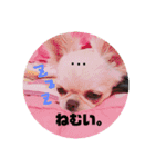 愛犬マロン★（個別スタンプ：5）