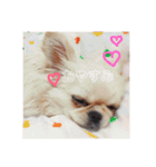 愛犬マロン★（個別スタンプ：6）