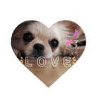 愛犬マロン★（個別スタンプ：8）