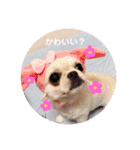 愛犬マロン★（個別スタンプ：11）