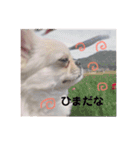 愛犬マロン★（個別スタンプ：12）