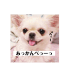 愛犬マロン★（個別スタンプ：13）