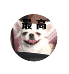 愛犬マロン★（個別スタンプ：14）