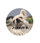 愛犬マロン★（個別スタンプ：15）