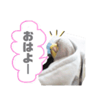 オカメインコのまめつぶ兄弟。（個別スタンプ：1）