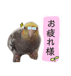 オカメインコのまめつぶ兄弟。（個別スタンプ：4）