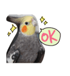 オカメインコのまめつぶ兄弟。（個別スタンプ：5）