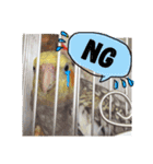 オカメインコのまめつぶ兄弟。（個別スタンプ：6）