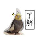 オカメインコのまめつぶ兄弟。（個別スタンプ：7）