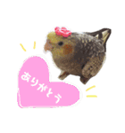 オカメインコのまめつぶ兄弟。（個別スタンプ：8）