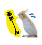 オカメインコのまめつぶ兄弟。（個別スタンプ：9）