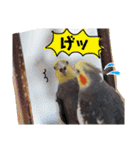 オカメインコのまめつぶ兄弟。（個別スタンプ：10）