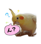 オカメインコのまめつぶ兄弟。（個別スタンプ：11）
