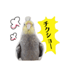 オカメインコのまめつぶ兄弟。（個別スタンプ：12）