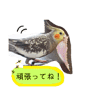 オカメインコのまめつぶ兄弟。（個別スタンプ：13）