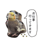 オカメインコのまめつぶ兄弟。（個別スタンプ：14）