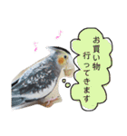 オカメインコのまめつぶ兄弟。（個別スタンプ：15）