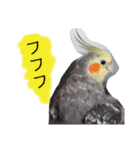 オカメインコのまめつぶ兄弟。（個別スタンプ：16）