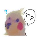 オカメインコのまめつぶ兄弟。（個別スタンプ：17）