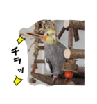 オカメインコのまめつぶ兄弟。（個別スタンプ：18）