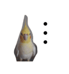 オカメインコのまめつぶ兄弟。（個別スタンプ：19）