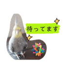 オカメインコのまめつぶ兄弟。（個別スタンプ：21）