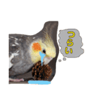 オカメインコのまめつぶ兄弟。（個別スタンプ：24）