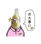オカメインコのまめつぶ兄弟。（個別スタンプ：25）