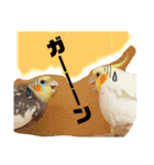 オカメインコのまめつぶ兄弟。（個別スタンプ：26）
