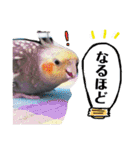 オカメインコのまめつぶ兄弟。（個別スタンプ：27）