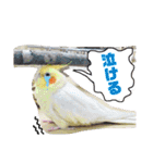 オカメインコのまめつぶ兄弟。（個別スタンプ：28）