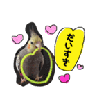オカメインコのまめつぶ兄弟。（個別スタンプ：29）