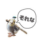 オカメインコのまめつぶ兄弟。（個別スタンプ：30）