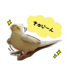 オカメインコのまめつぶ兄弟。（個別スタンプ：31）