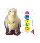 オカメインコのまめつぶ兄弟。（個別スタンプ：32）