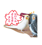 オカメインコのまめつぶ兄弟。（個別スタンプ：33）