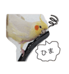 オカメインコのまめつぶ兄弟。（個別スタンプ：34）
