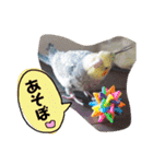 オカメインコのまめつぶ兄弟。（個別スタンプ：35）