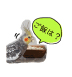 オカメインコのまめつぶ兄弟。（個別スタンプ：36）