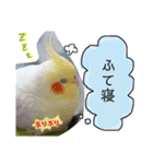 オカメインコのまめつぶ兄弟。（個別スタンプ：37）