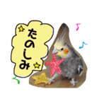 オカメインコのまめつぶ兄弟。（個別スタンプ：38）