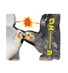 オカメインコのまめつぶ兄弟。（個別スタンプ：39）