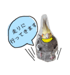 オカメインコのまめつぶ兄弟。（個別スタンプ：40）