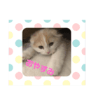 こたニャン（個別スタンプ：3）