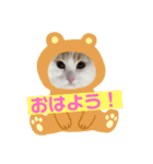 こたニャン（個別スタンプ：6）