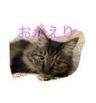 愛猫マロンスタンプ（個別スタンプ：1）